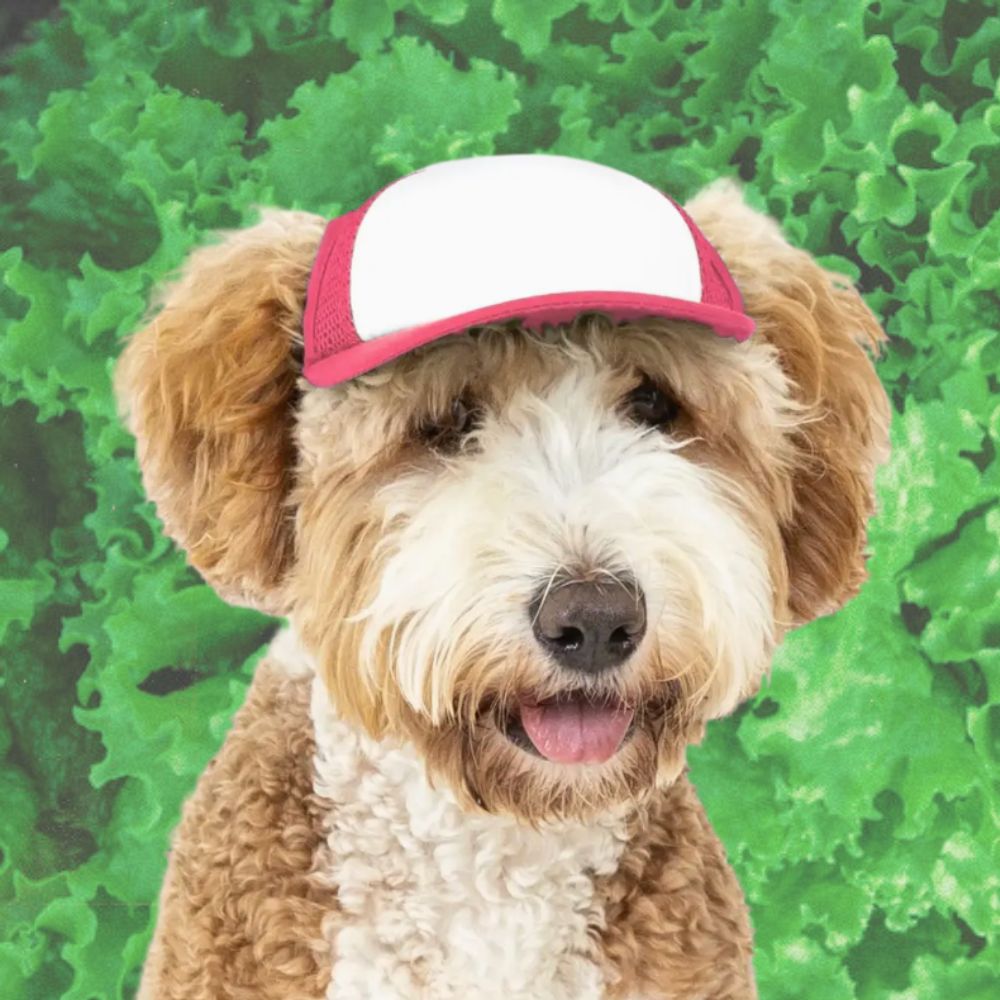 DOG HATS