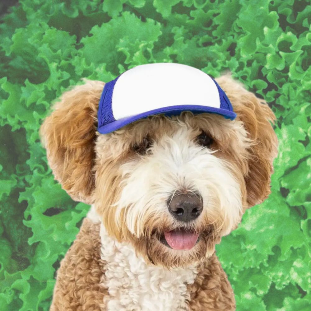 DOG HATS